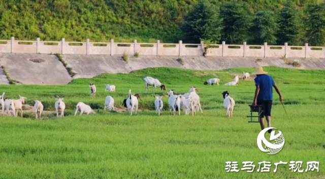 【大美天中】不輸遠(yuǎn)方 泌陽濕地公園成“家門口的阿勒泰”