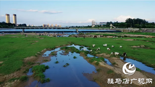 【大美天中】不輸遠(yuǎn)方 泌陽濕地公園成“家門口的阿勒泰”