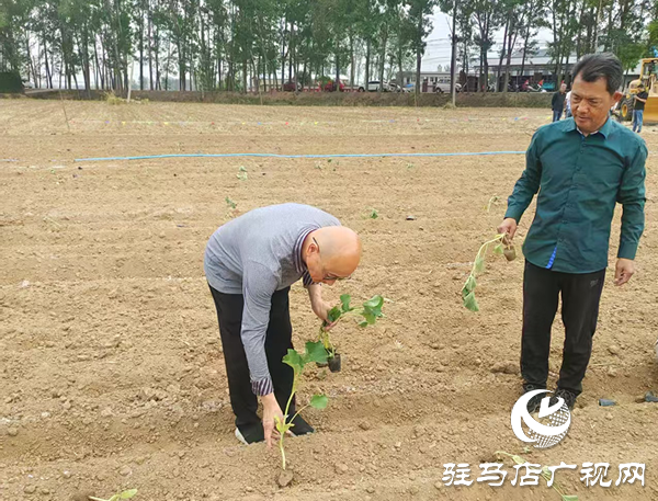 小葫蘆大產(chǎn)業(yè) 特色種植繪就鄉(xiāng)村振興新圖景