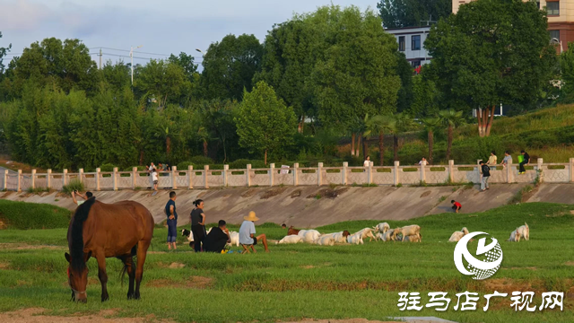 【大美天中】不輸遠(yuǎn)方 泌陽濕地公園成“家門口的阿勒泰”