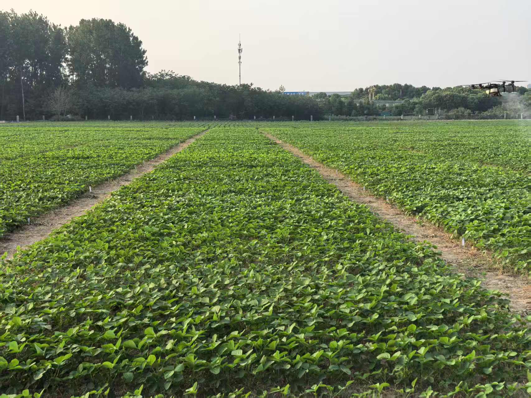 高溫對(duì)大豆苗期生長(zhǎng)發(fā)育階段影響及生產(chǎn)管理措施