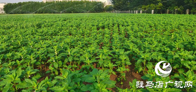 高溫干旱威脅芝麻生長(zhǎng) 駐馬店市農(nóng)科院支招科學(xué)應(yīng)對(duì)