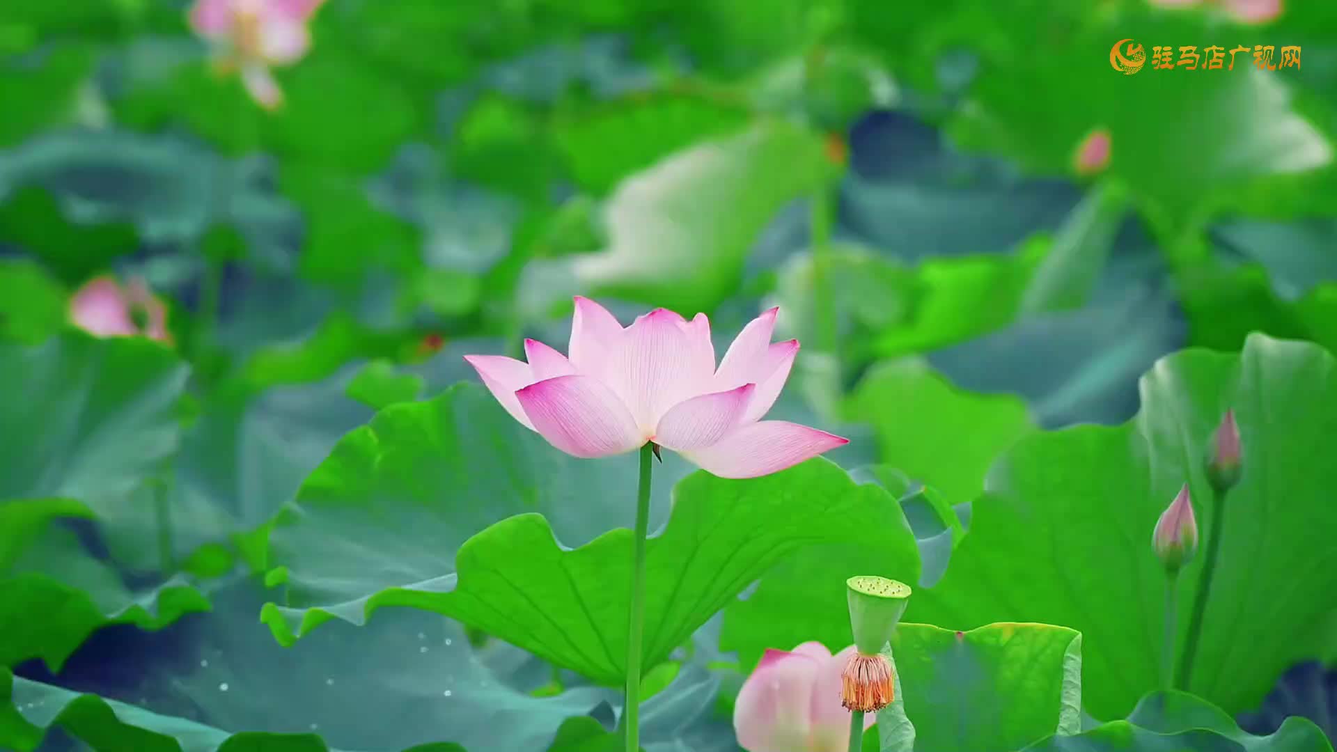 【大美天中】皇家驛站荷韻濃 夏日限定“荷”你相約