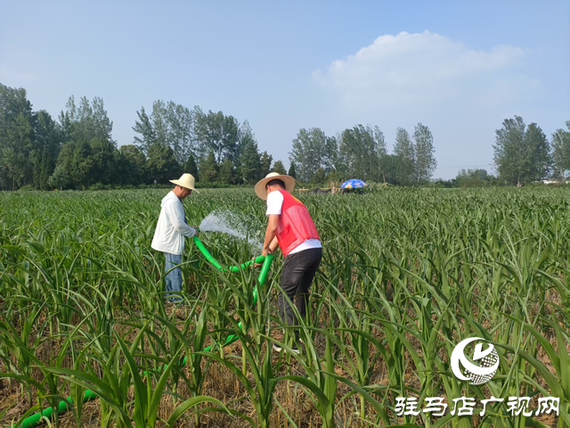驛城區(qū)關(guān)王廟鄉(xiāng)：抗旱保秋 全力守護(hù)&ldquo;糧袋子&rdquo;