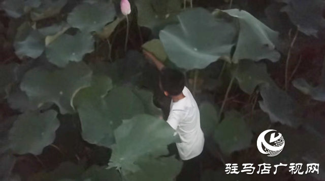 夏日賞荷正當(dāng)時(shí) 莫讓折葉煞風(fēng)景