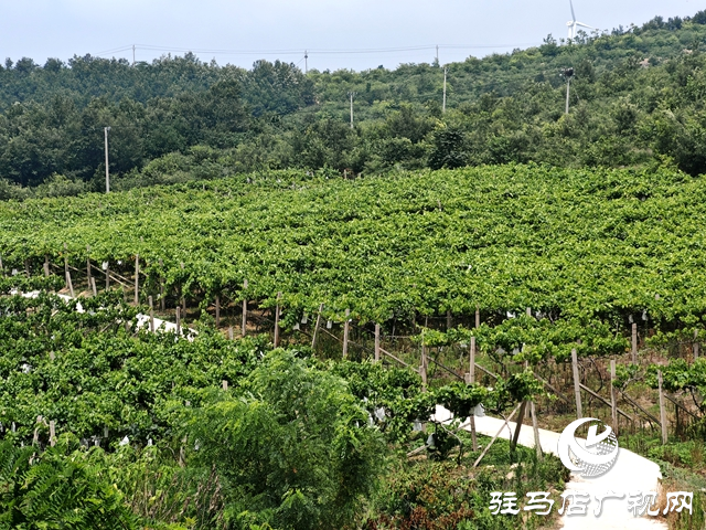 確山縣竹溝鎮(zhèn)肖莊村：葡萄滿枝映荒山 特色種植帶農(nóng)增收