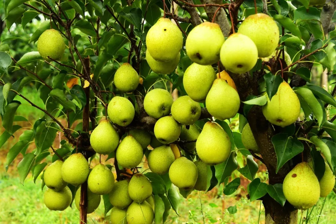 縣區(qū)動(dòng)態(tài) | 來泌陽吧，來一場不一樣的生態(tài)游