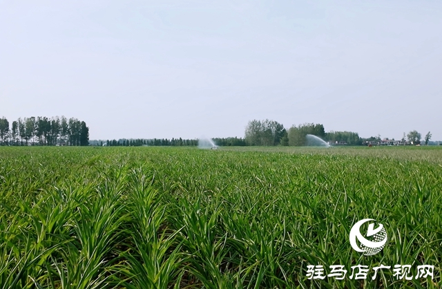  西平縣委書記侯公濤深入部分鄉(xiāng)鎮(zhèn)實地調研指導抗旱保收工作