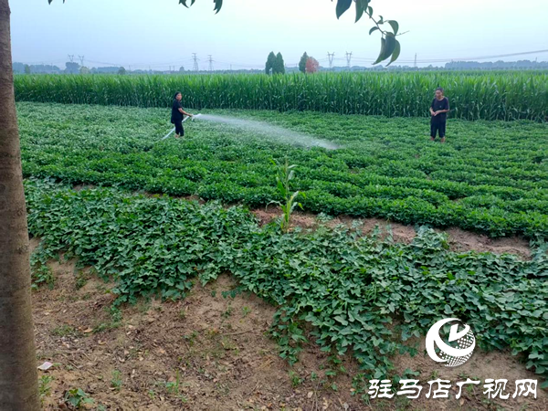 平輿縣射橋鎮(zhèn)：打響抗旱保秋戰(zhàn)，全力保障農(nóng)田灌溉