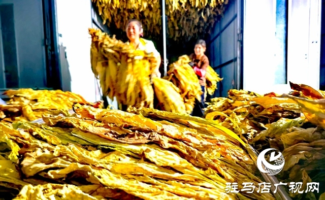 泌陽縣郭集鎮(zhèn)：黨建引領 助力煙農將“綠葉子”變成“金票子”