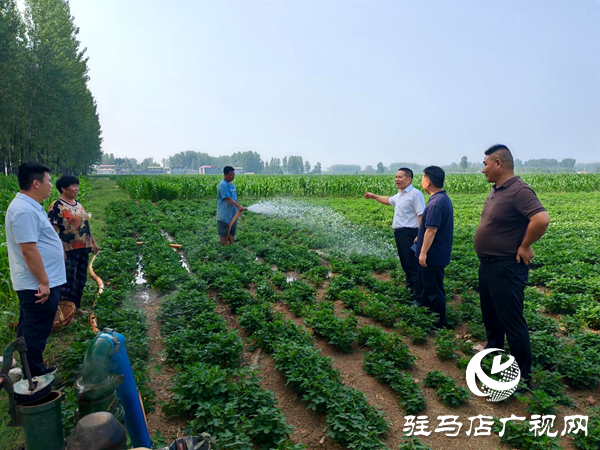 平輿縣李屯鎮(zhèn)：同心抗旱保秋糧 農(nóng)田“解渴”助豐收