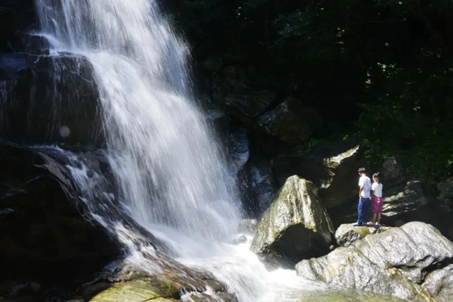 【大美天中】九龍瀑池杉林成夏日避暑熱門地 山水交響繪就豫南清涼畫卷
