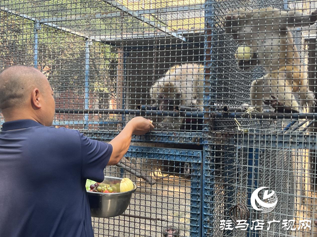 駐馬店南海動物園出“涼”方 助動物度夏