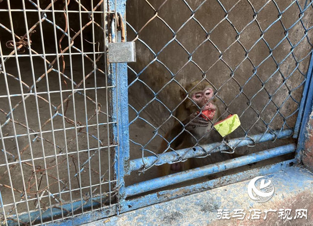 駐馬店南海動物園出“涼”方 助動物度夏