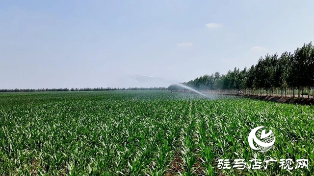  西平縣委書記侯公濤一線督導(dǎo)抗旱保秋 全力守護(hù)“糧袋子”“錢袋子”