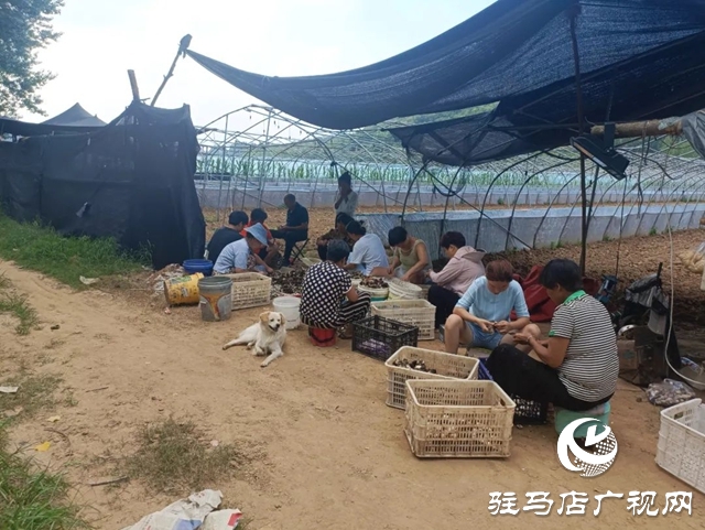 泌陽(yáng)樓房嶺：小小草菇撐起“致富傘”
