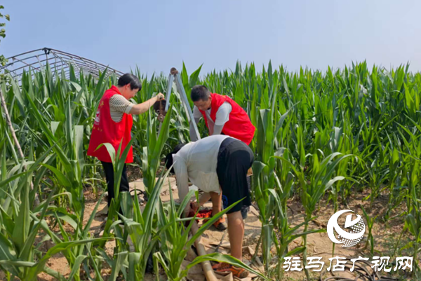  西平嫘祖鎮(zhèn)：黨員干部田間助力，力保秋糧穩(wěn)產(chǎn)