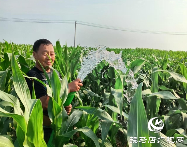  西平縣柏城街道：干群同心 打響抗旱保秋攻堅戰(zhàn)