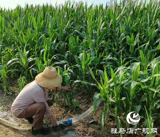  西平縣柏城街道：干群同心 打響抗旱保秋攻堅戰(zhàn)