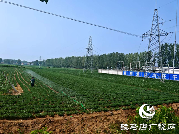平輿縣老王崗鄉(xiāng)：干群同心抗旱保秋 為秋糧豐收“保駕護(hù)航”