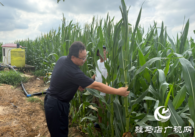 農(nóng)業(yè)專(zhuān)家&ldquo;支招抗旱 筑牢豐收根基