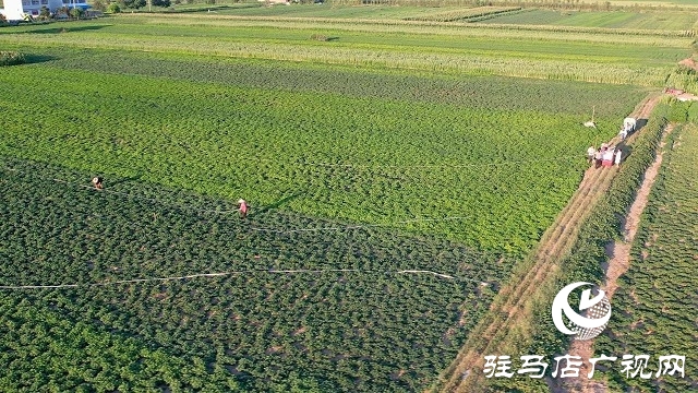  新蔡縣磚店鎮(zhèn)：干群同心抗旱情 全力保秋穩(wěn)增收