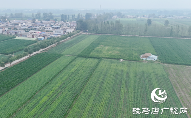 農(nóng)業(yè)專(zhuān)家&ldquo;支招抗旱 筑牢豐收根基