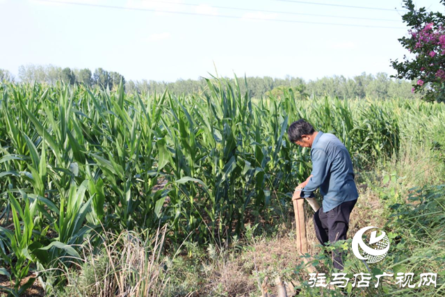 驛城區(qū)香山街道多措并舉做好抗旱保秋工作