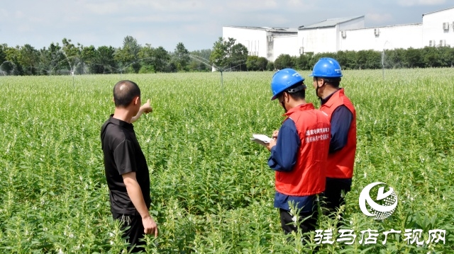 國網(wǎng)平輿縣供電公司：抗旱保電潤芝麻 電力護航保豐收