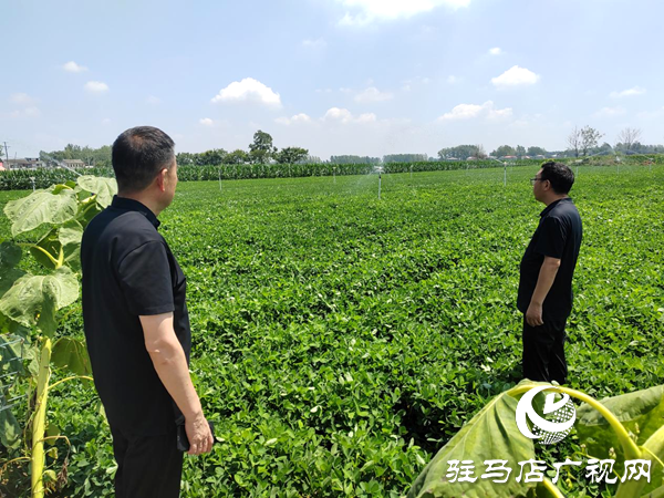 平輿縣射橋鎮(zhèn)：多措并舉抗旱保秋 力保糧食生產(chǎn)安全
