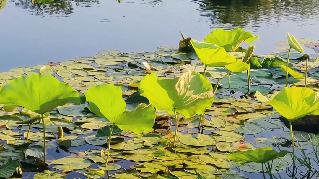 　　縣區(qū)動態(tài) | 盛夏荷韻 水墨生香
