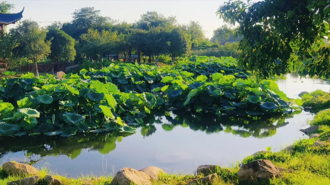　　縣區(qū)動態(tài) | 盛夏荷韻 水墨生香