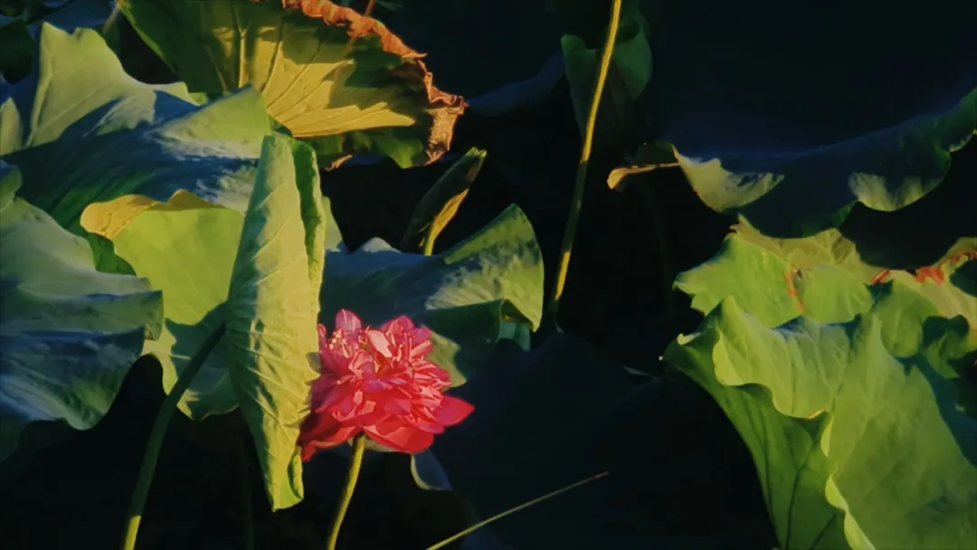 　　縣區(qū)動態(tài) | 盛夏荷韻 水墨生香