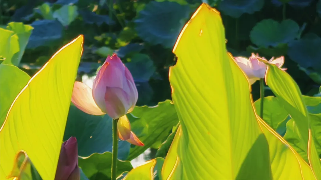 　　縣區(qū)動態(tài) | 盛夏荷韻 水墨生香