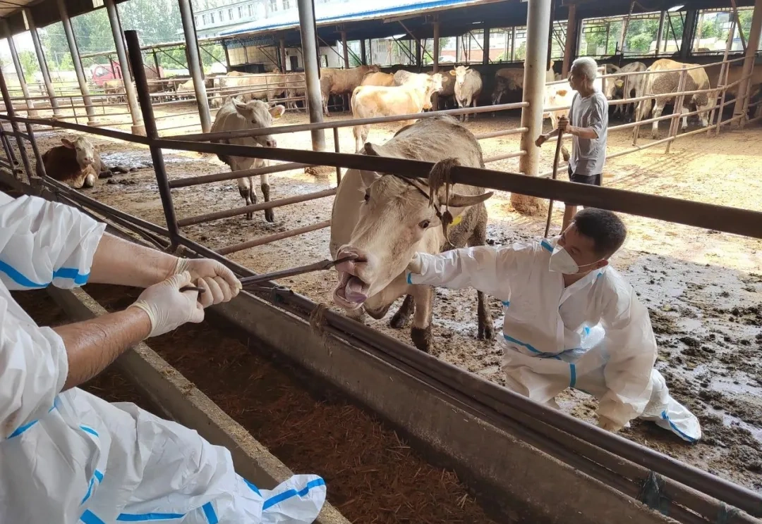 駐馬店市動(dòng)物疫病防疫檢疫中心發(fā)布2025年8月份動(dòng)物疫病預(yù)警預(yù)報(bào)