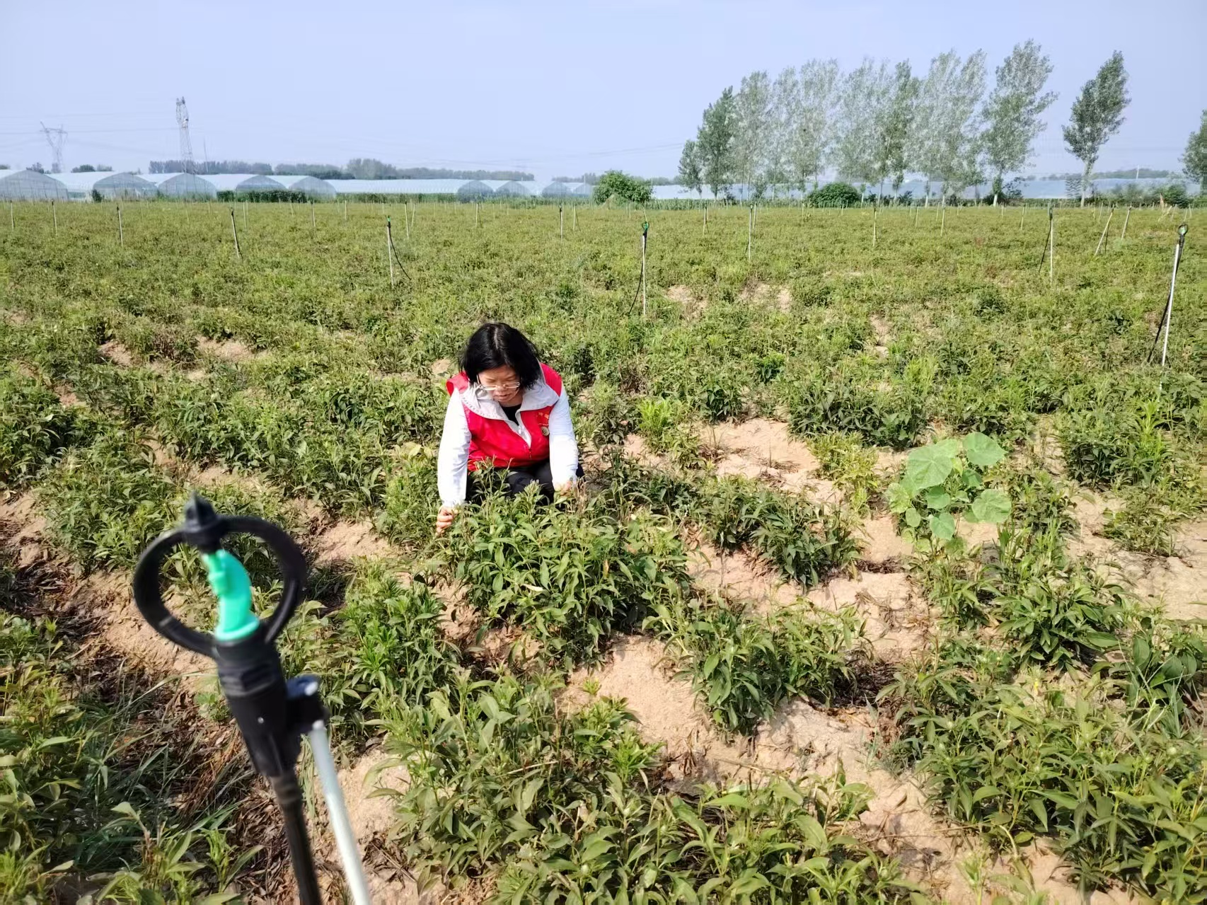 用科技力量守護“道地藥香”　助力“中國藥谷”建設(shè)