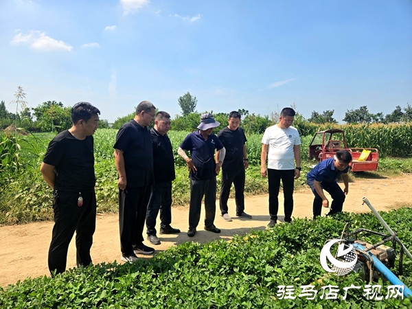 平輿縣古槐街道：三級聯(lián)動同心聚力保秋糧