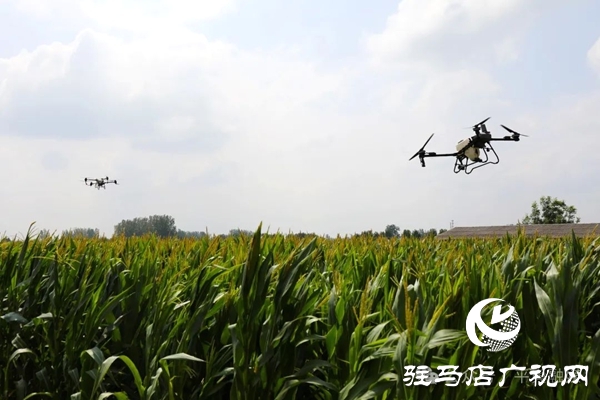 平輿縣十字路鄉(xiāng)：無人機“空中助陣” 科技抗旱保秋收