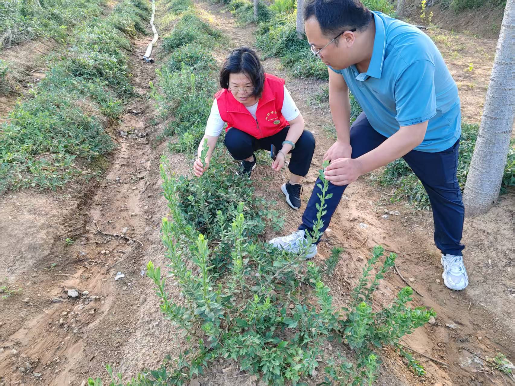用科技力量守護“道地藥香”　助力“中國藥谷”建設(shè)