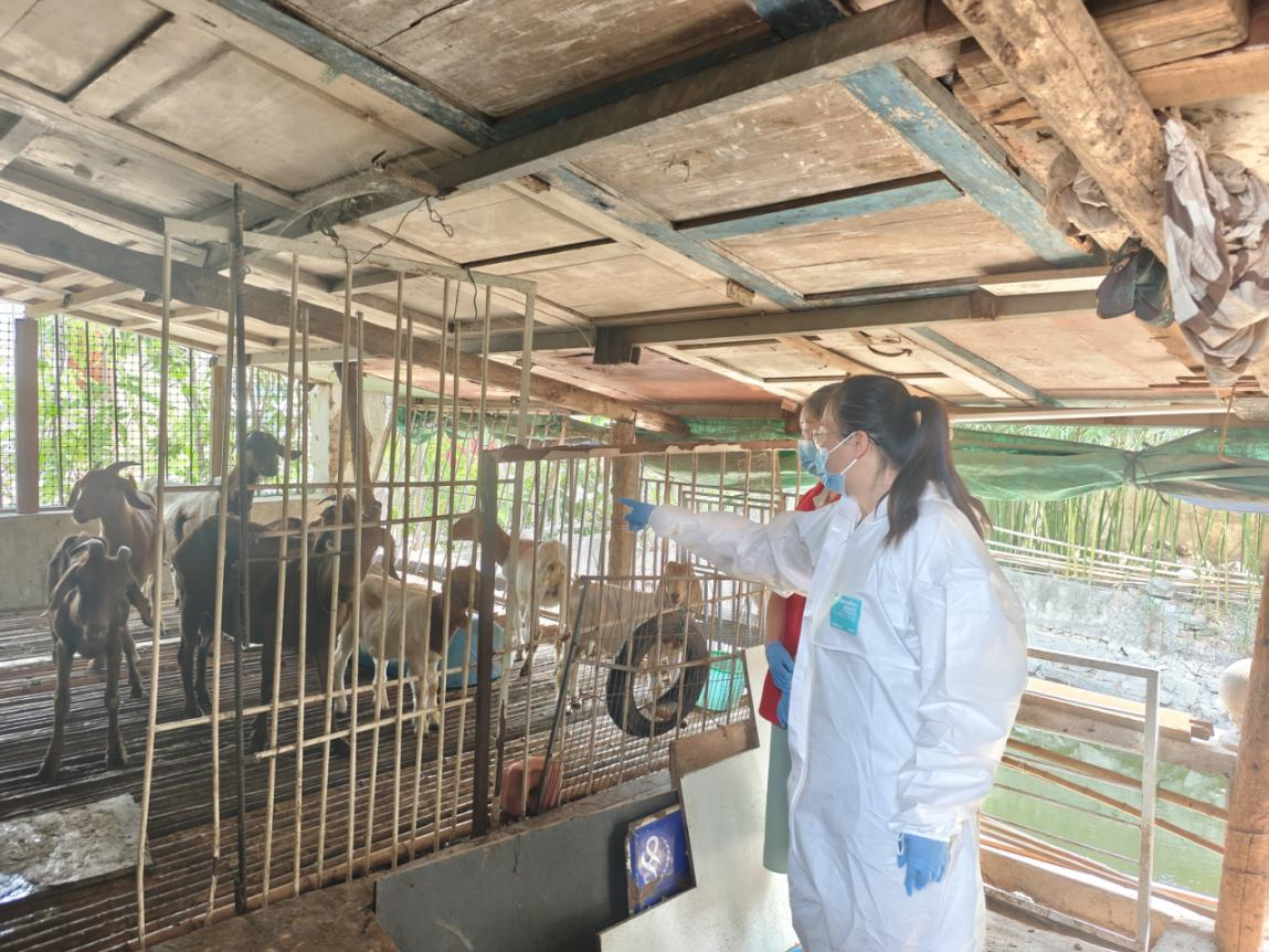 駐馬店市首席科普專家下鄉(xiāng)指導(dǎo)養(yǎng)羊戶解疫病難題