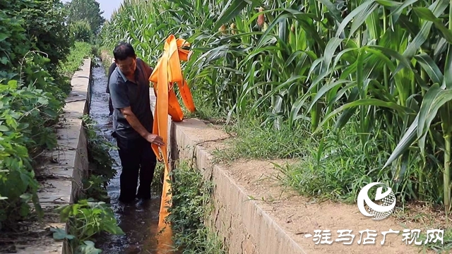 西平縣出山鎮(zhèn)：黨建引領(lǐng)聚合力 抗旱保秋顯擔(dān)當(dāng)
