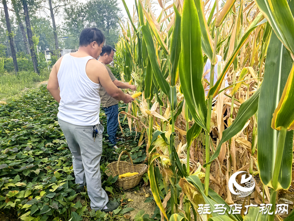 平輿縣萬金店鎮(zhèn)茨園村組干部助留守老人收春玉米