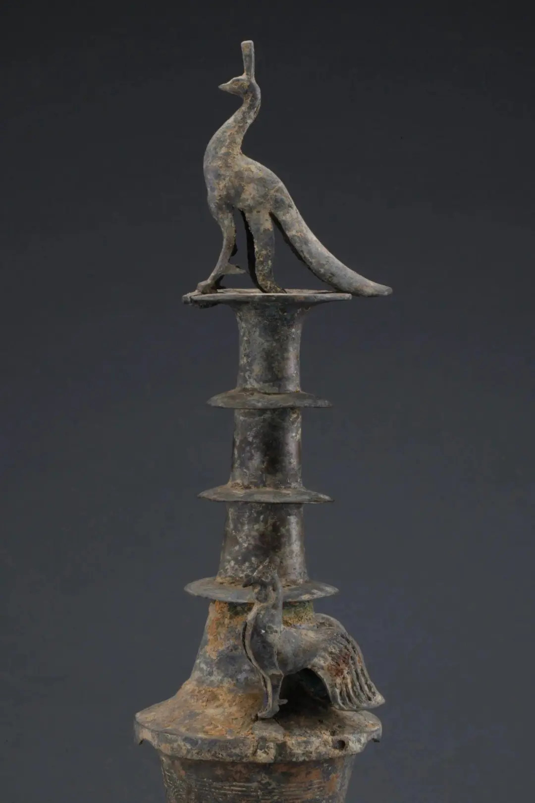 華美端莊，2000多年前它就是“百鳥之王”