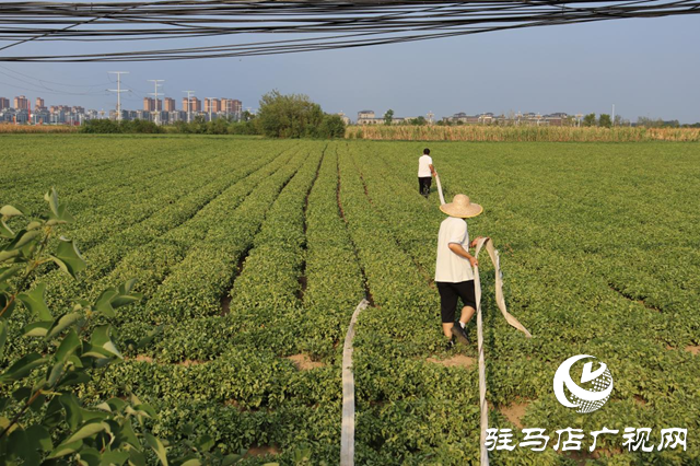 驛城區(qū)香山街道：多管齊下抗旱 千畝農田“解渴”有盼