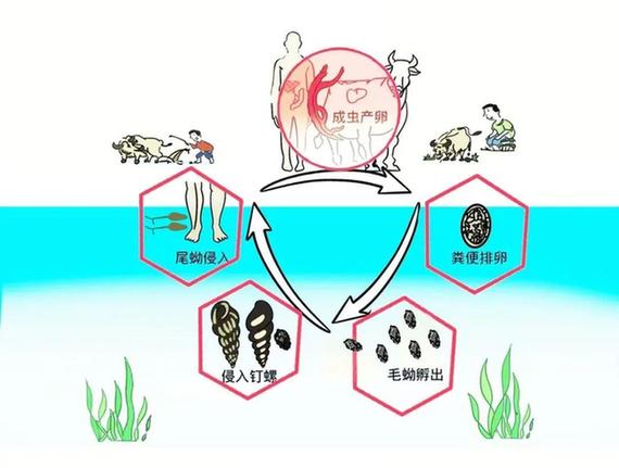 接觸10秒即可感染 汛期當(dāng)心這種病