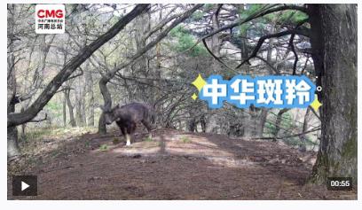 不被打擾的“相遇”！寶天曼多種野生動(dòng)物“入鏡”紅外相機(jī)