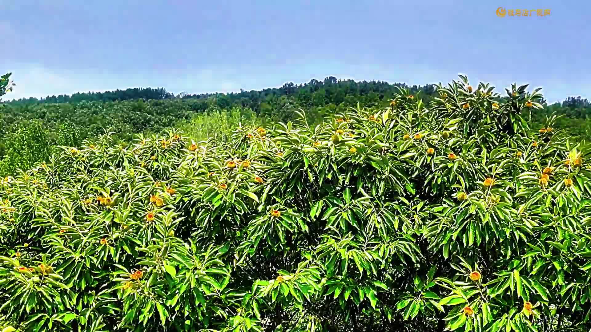 【大美天中】驛城區(qū)老河鄉(xiāng)：穿越百年時(shí)光 邂逅栗林盛景