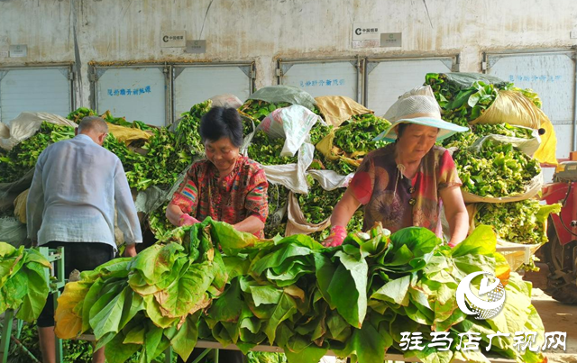 泌陽縣郭集鎮(zhèn)：煙葉烘烤收尾在即 豐收?qǐng)D景漸次鋪展