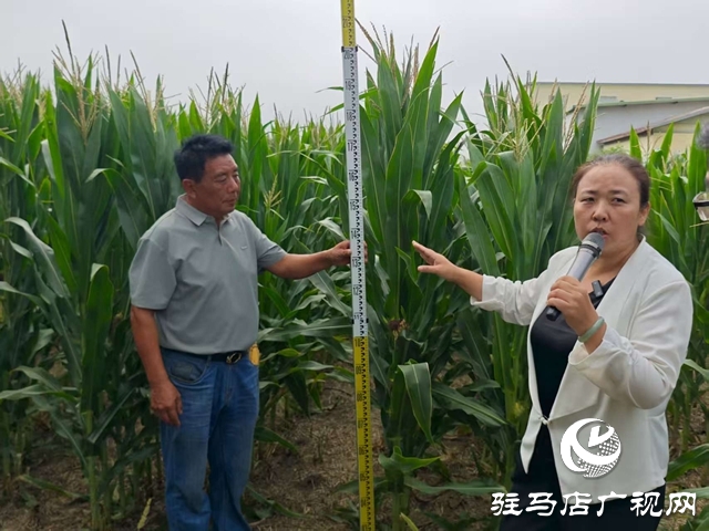 全省玉米花生滴灌水肥一體化推進會暨網絡觀摩培訓在西平縣舉行