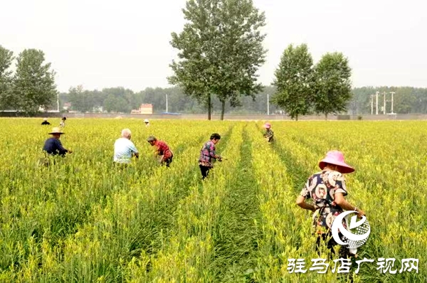 平輿縣廟灣鎮(zhèn)：黃花菜結(jié)出富民增收“金花朵”